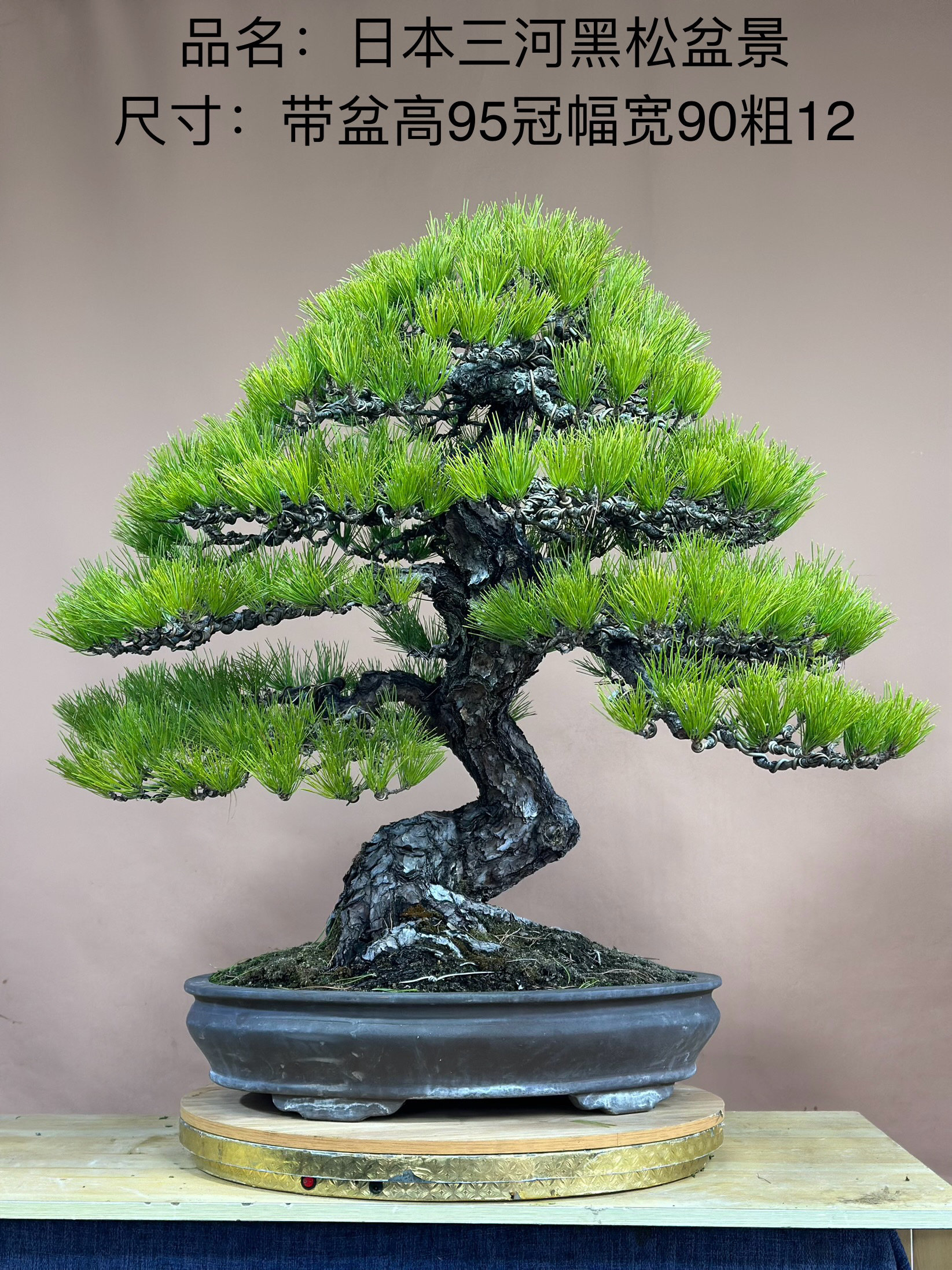 日本三河黑松盆景老桩盆栽造型真树庭院阳台室内客厅植物四季常青