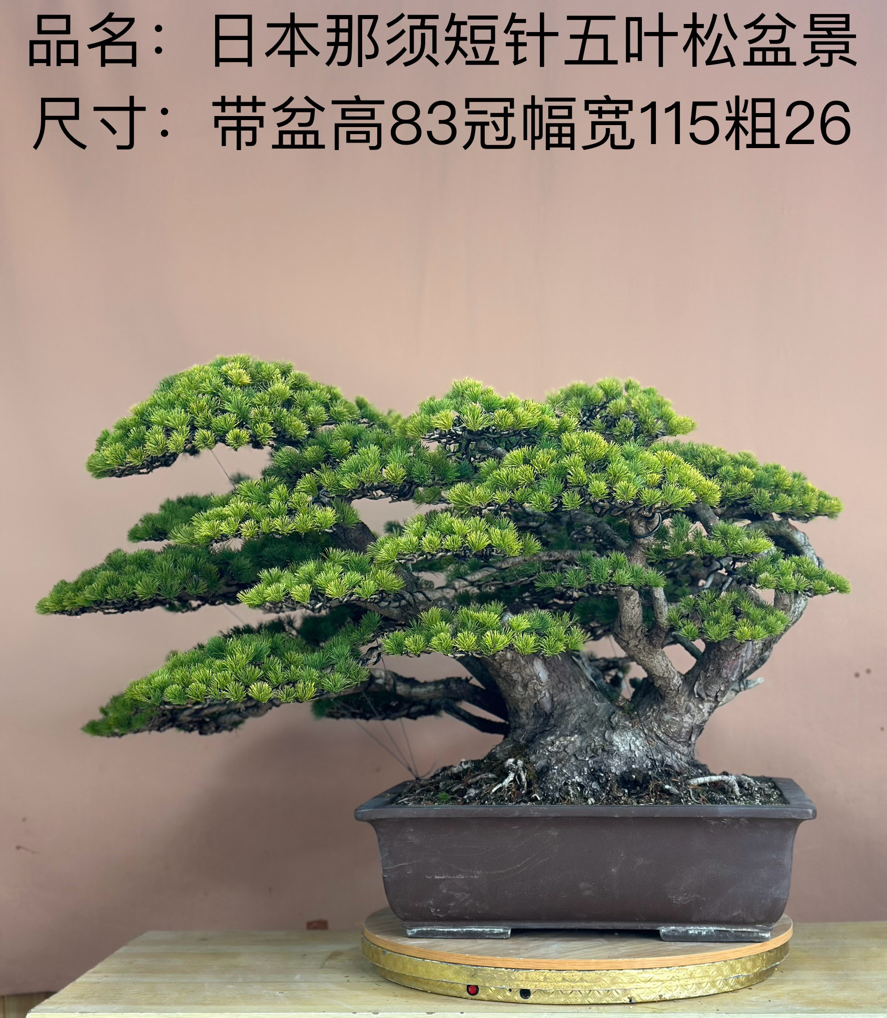 日本那须五叶松盆景明星精品那须盆景日本福娘 一物一拍