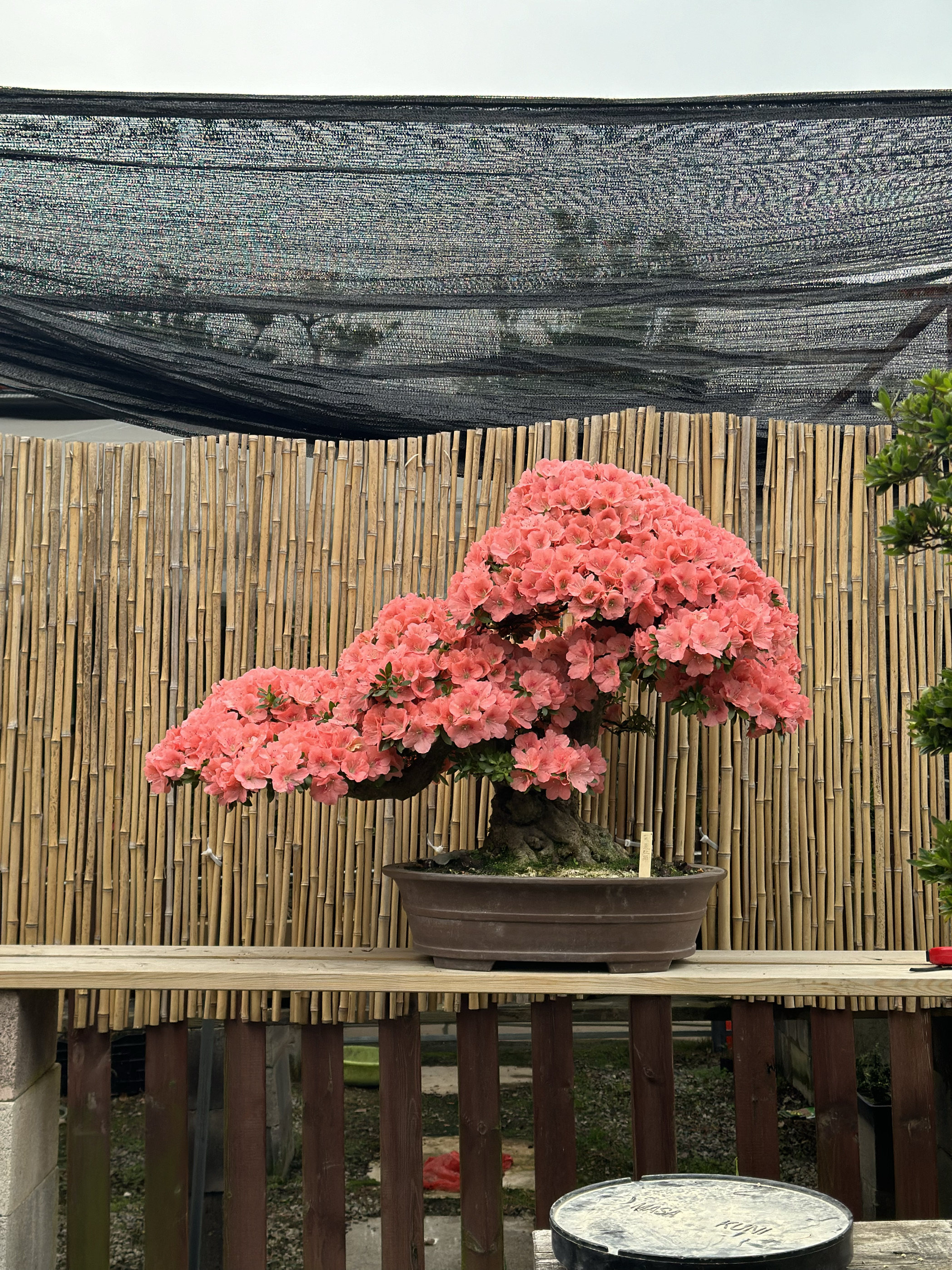日本皋月杜鹃若惠比须樱绒鸨羽惠鸨惠盆景植物绿植盆栽四级常绿植