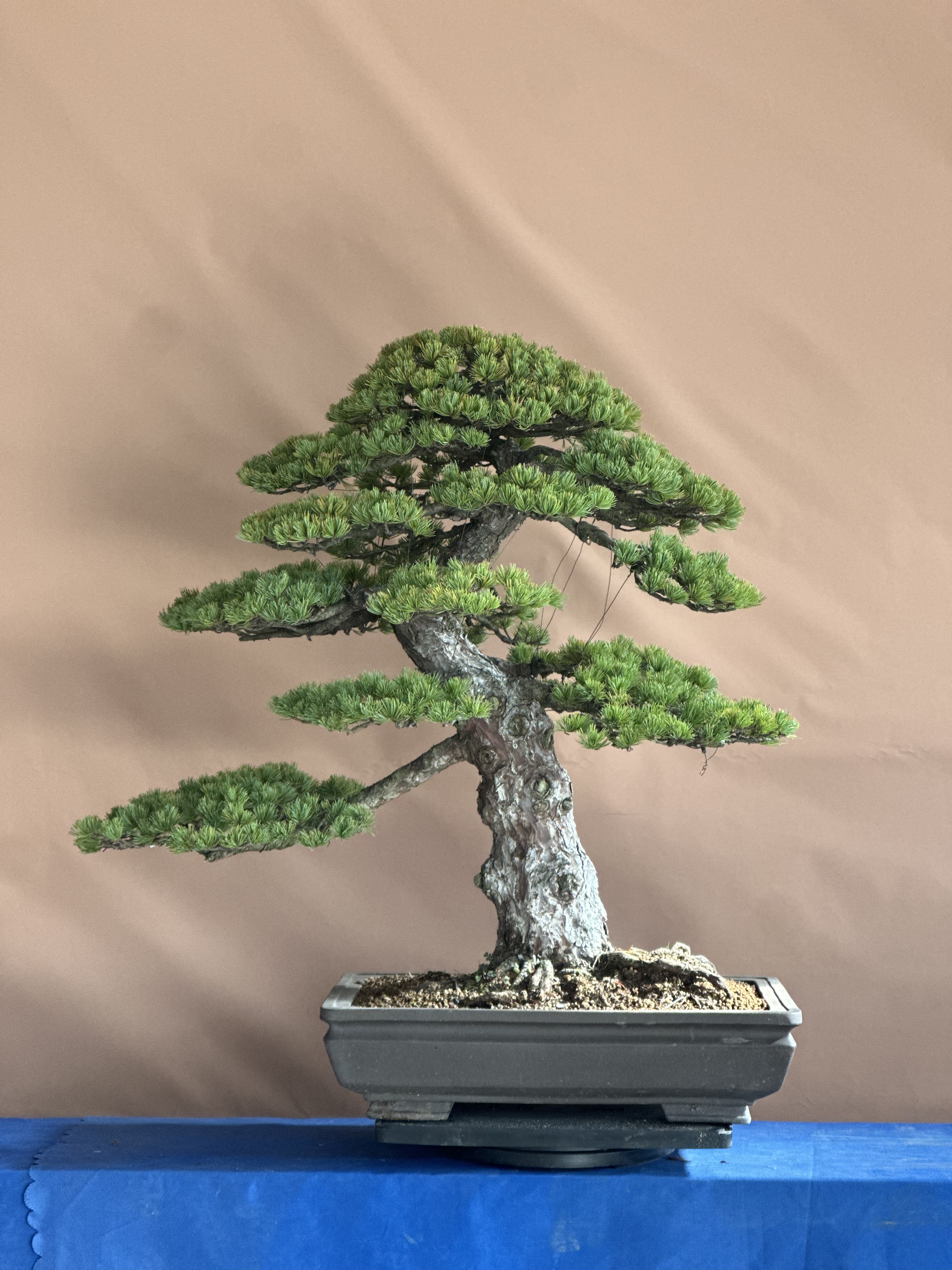 日本好品种松树盆景老桩松树造型花卉盆栽室内外好养盆栽植物