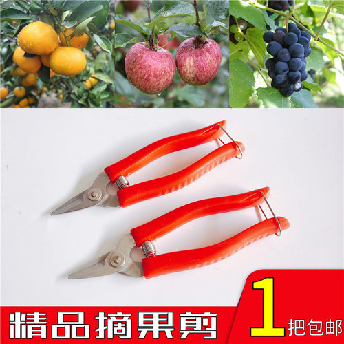 家用剪刀橘子剪刀摘橘子