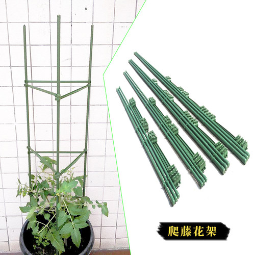 西红柿盆栽植物价格 西红柿盆栽植物图片 星期三