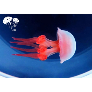 宠物水母活水母活体水母活体宠物水母小型宠物水母赤月水母红水母