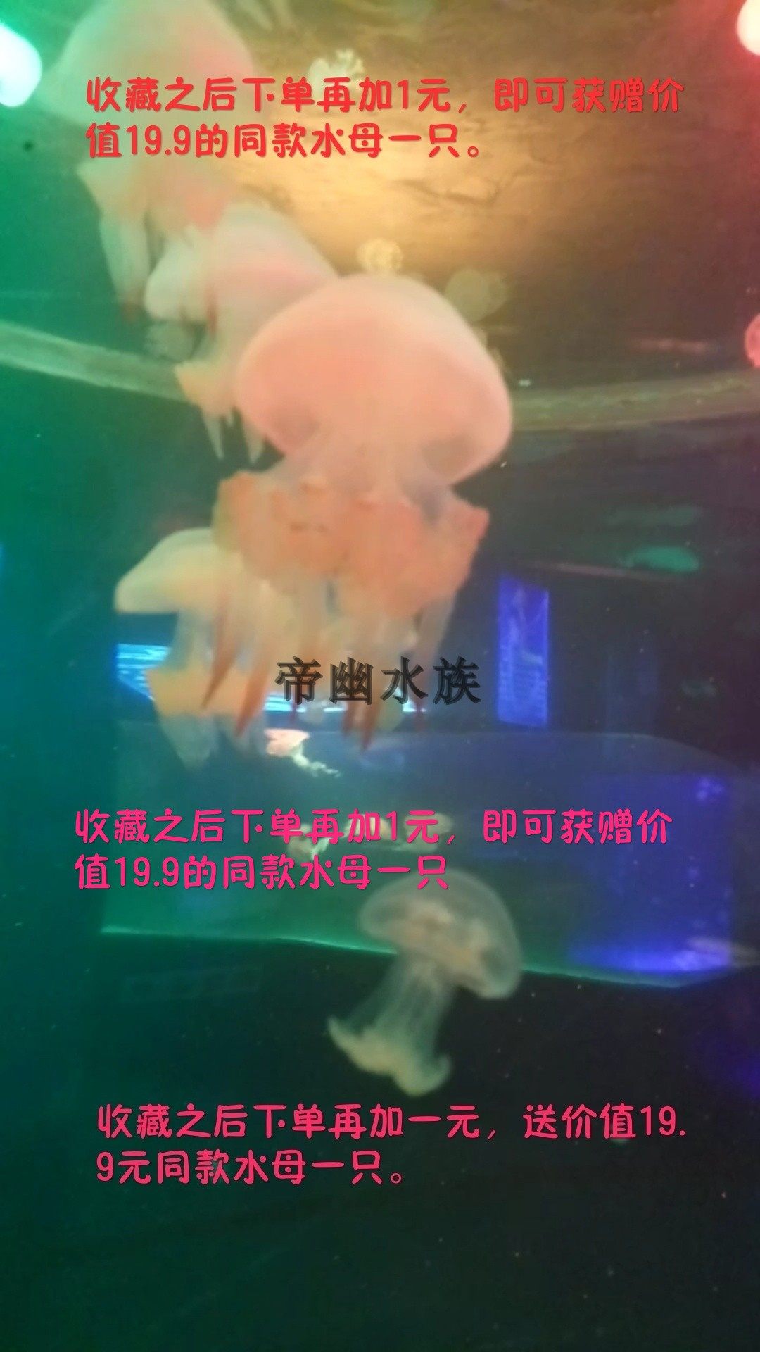 宠物水母活水母活体水母活体宠物水母小型宠物水母赤月水母红水母