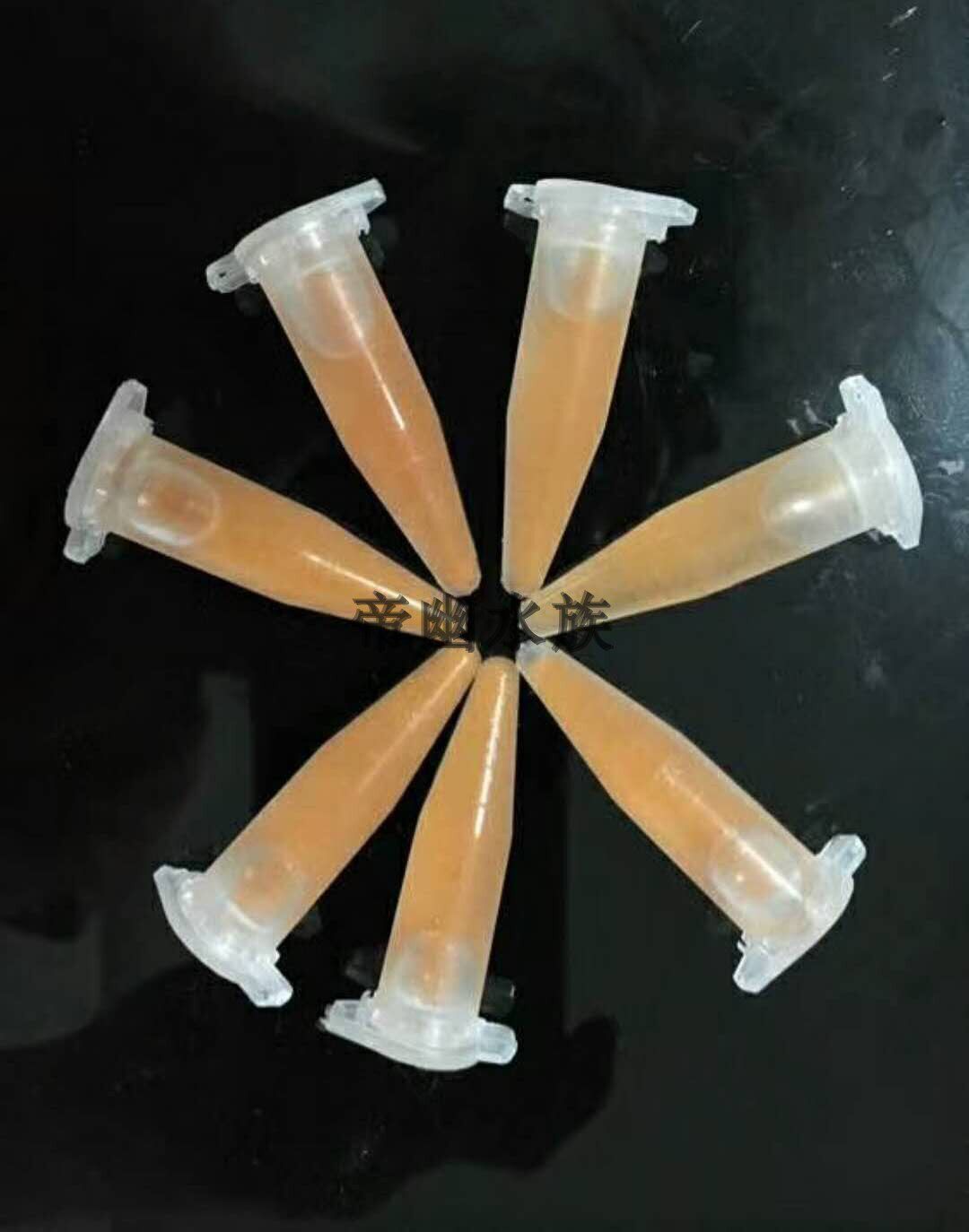 丰年虫卵活体丰年虫卵水母饲料水母饵料水母专用饲料水母专用饵料