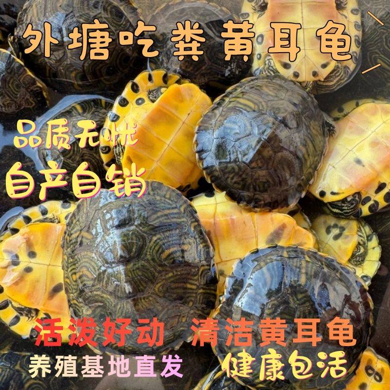 活体黄耳龟宠物龟清洁鱼缸龟活体宠物龟好动健康包活养殖基地直发