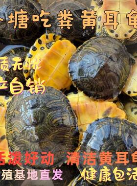 活体黄耳龟清洁鱼缸包活直发