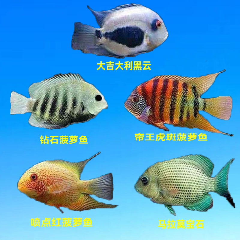 菠萝鱼帝王虎斑菠萝黑云鱼马拉莫宝石鱼喷点菠萝鱼热带观赏鱼活体