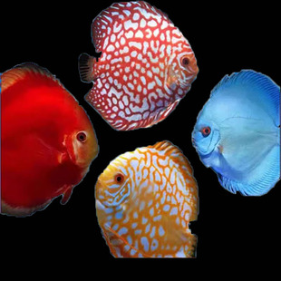 七彩神仙燕鱼热带观赏鱼中大型盖子红鸽子天子蓝老虎狗野彩阿莲卡