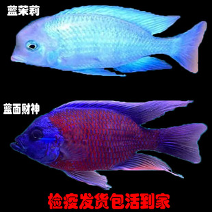 蓝面财神鱼淡水观赏鱼大型鱼蓝茉莉鱼高端龙鱼配鱼好养耐活热带鱼