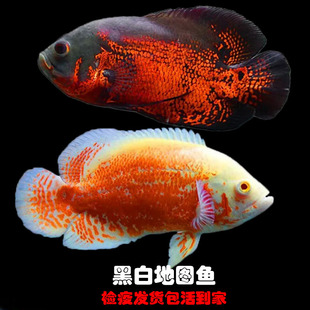 黑白地图鱼大黑地图鱼白地图鱼热带观赏鱼猪仔鱼地图鱼苗好养淡水