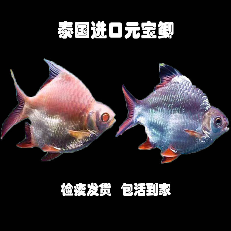 精品元宝鲫热带鱼龙鱼配鱼