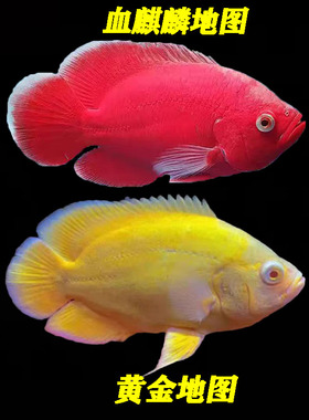 血麒麟地图鱼红眼热带观赏鱼活体猪仔红黄地图鱼淡水鱼黄金地图鱼