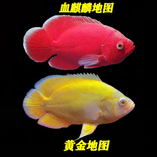 血麒麟地图鱼红眼热带观赏鱼活体猪仔红黄地图鱼淡水鱼黄金地图鱼