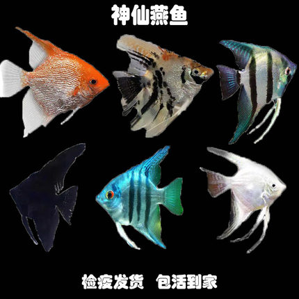 中大型神仙鱼燕鱼埃及燕秘鲁燕熊猫燕红头三色热带观赏鱼淡水活体