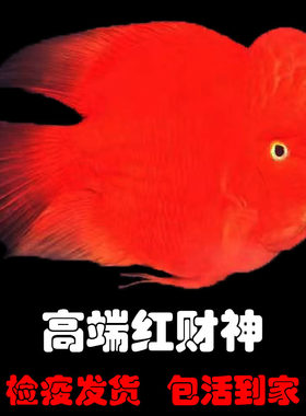 正宗红财神鹦鹉鱼起头观赏活体