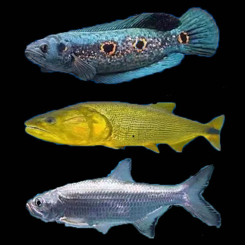 七彩海象大型观赏鱼黄金河虎