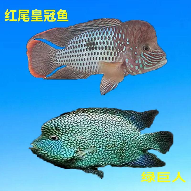 红尾皇冠鱼纯种热带观赏鱼玉面皇冠鱼中大型凶猛鱼淡水绿巨人包邮