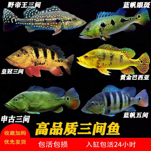 黄金巴西亚三间龙鱼配鱼淡水热带