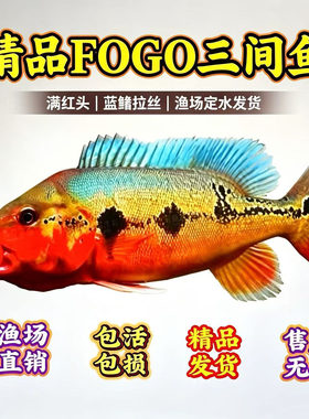 纯种南美孔雀鲈fogo三间活体定水