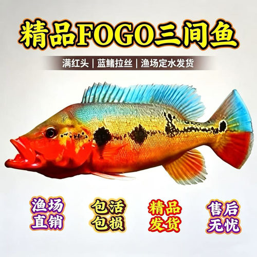 纯种南美孔雀鲈fogo三间活体定水