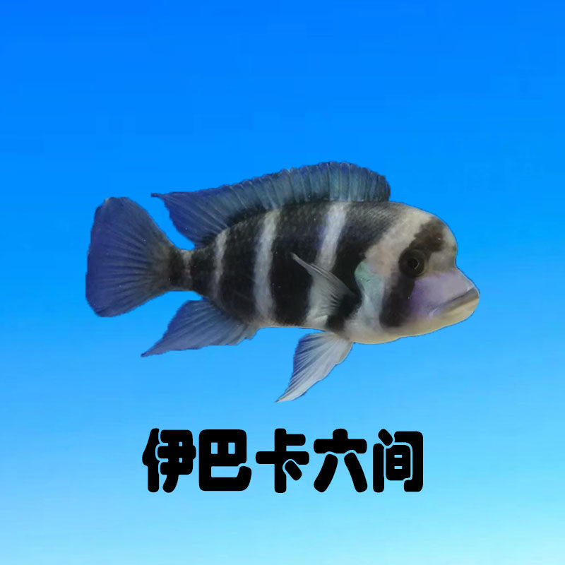 伊巴卡六间鱼苗台系三湖慈雕萨伊蓝六间热带观赏鱼中层淡水龙配鱼