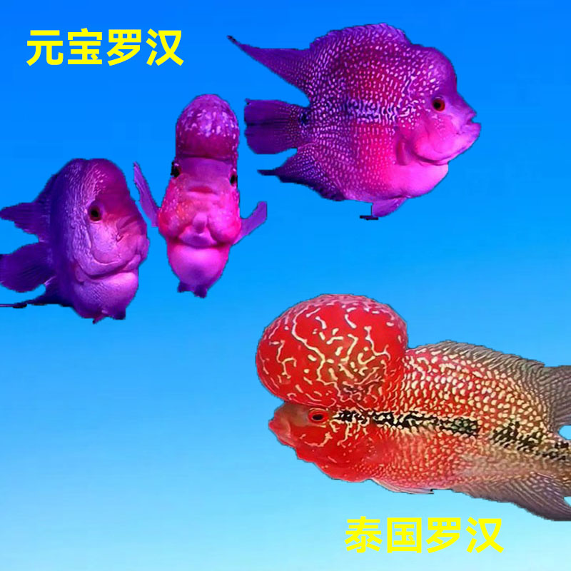 罗汉鱼成鱼热带观赏鱼大型混养元宝罗汉鸿运马骝罗汉鱼进口罗汉鱼
