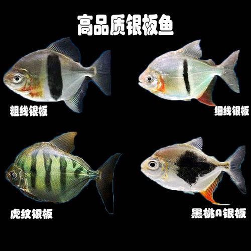 粗线银板群鱼虎纹黑桃热带观赏鱼
