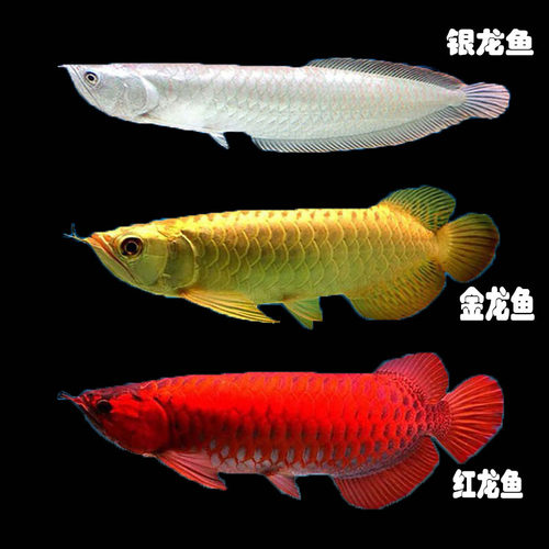 银龙鱼淡水热带观赏鱼印尼红龙鱼