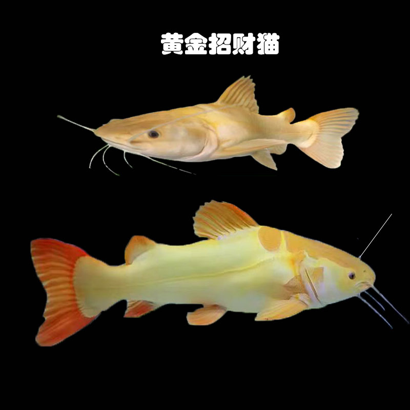 黄金招财猫鱼底层高端龙鱼配鱼