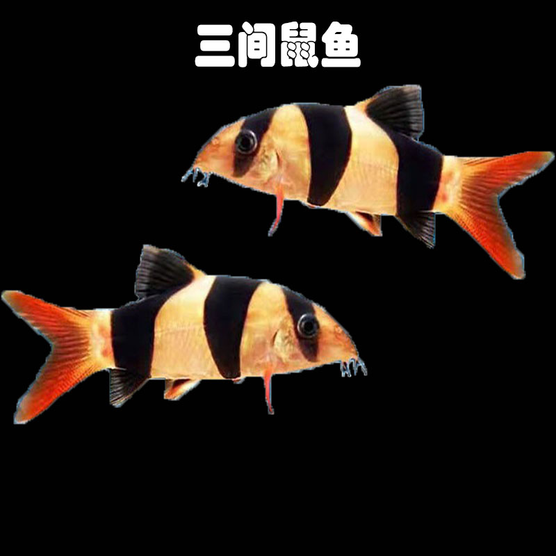 三间鼠底层热带淡水观赏鱼