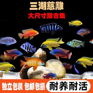 三湖慈雕大尺寸马雕伊巴卡蓝六间血艳红金属蓝淡水活体热带观赏鱼