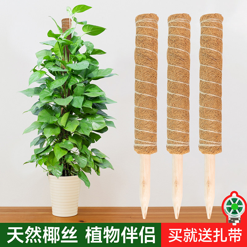 绿萝爬藤杆龟背竹支撑柱固定架植物爬椰棕棒藤棕榈柱椰丝苔藓柱,鲜花速递/花卉仿真/绿植园艺,其它园艺用品,淘宝优惠券,粉丝福利购,淘宝优惠卷