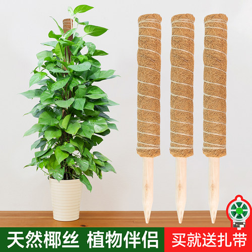 绿萝爬藤杆龟背竹支撑固定架植物