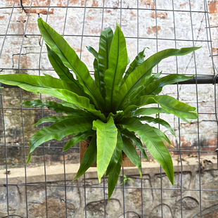 上板鸟巢蕨吉姆蕨板植室内上墙挂板蕨类植物盆栽四季常绿好养耐养