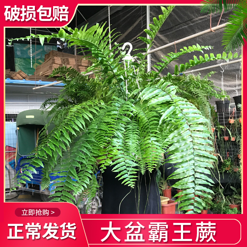 雨林植物霸王蕨波士顿蕨网红绿植