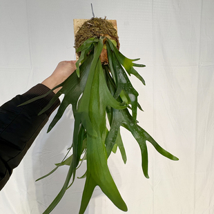 上板鹿角蕨板植物二岐鹿角蕨挂板苔藓蕨类植物壁挂垂吊盆栽绿植