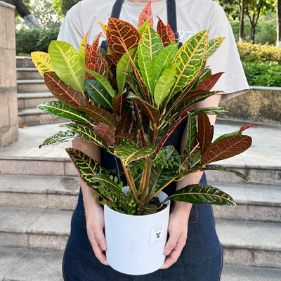 变叶木盆栽客厅室内绿植净化空气