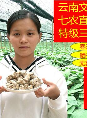 田七特级60头正品非野生超细粉