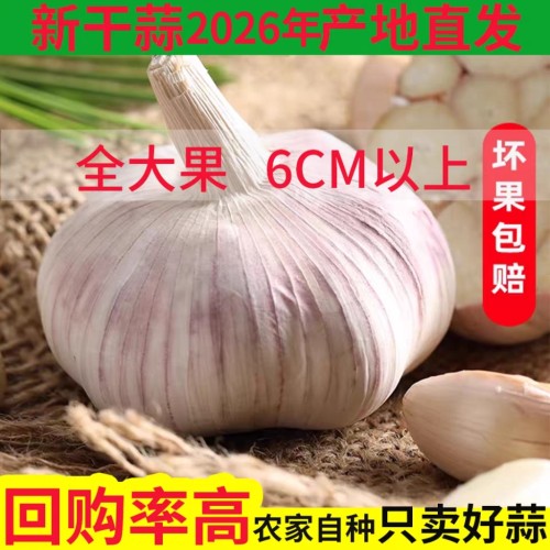 大蒜头干蒜5斤特大新鲜大蒜头特大果大蒜特大号新干蒜河南大蒜种