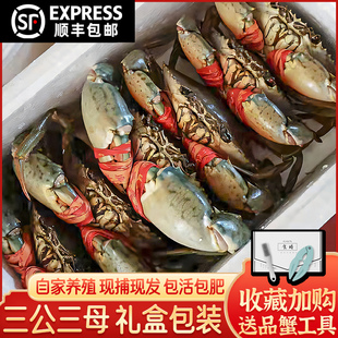 正宗三门青蟹 海捕海蟹 海鲜螃蟹礼盒 鲜活水产 三公三母包肥包邮