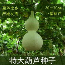 天然特大葫芦种子巨型超大葫芦籽手捻小葫芦种籽庭院景区观赏藤蔓