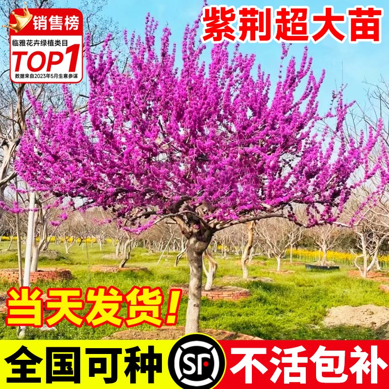 速发花荆紫庭院绿化风景植物四北丛生紫金花卉盆栽季方耐寒花