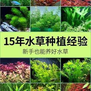速发鱼缸水草增氧蜈蚣草小水榕沉木生态造景山餐阴套石火性真植物