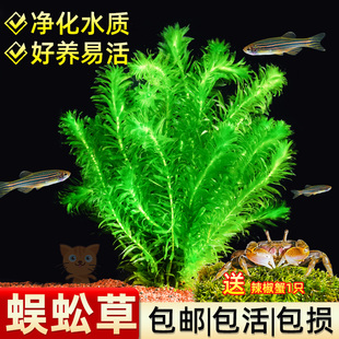 速发蜈蚣阴绿菊水草植物鱼缸造景专用真草水养绿植新手培鱼草性后
