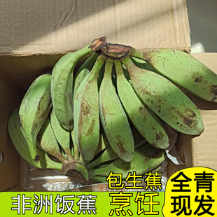 现摘新鲜非洲饭蕉全生青皮饭蕉烹饪煮饭食用广东生大蕉煲汤煎炸用