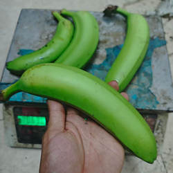 高山自然熟香甜单根香蕉大个大号广东茂名有机肥香蕉青皮香焦单个