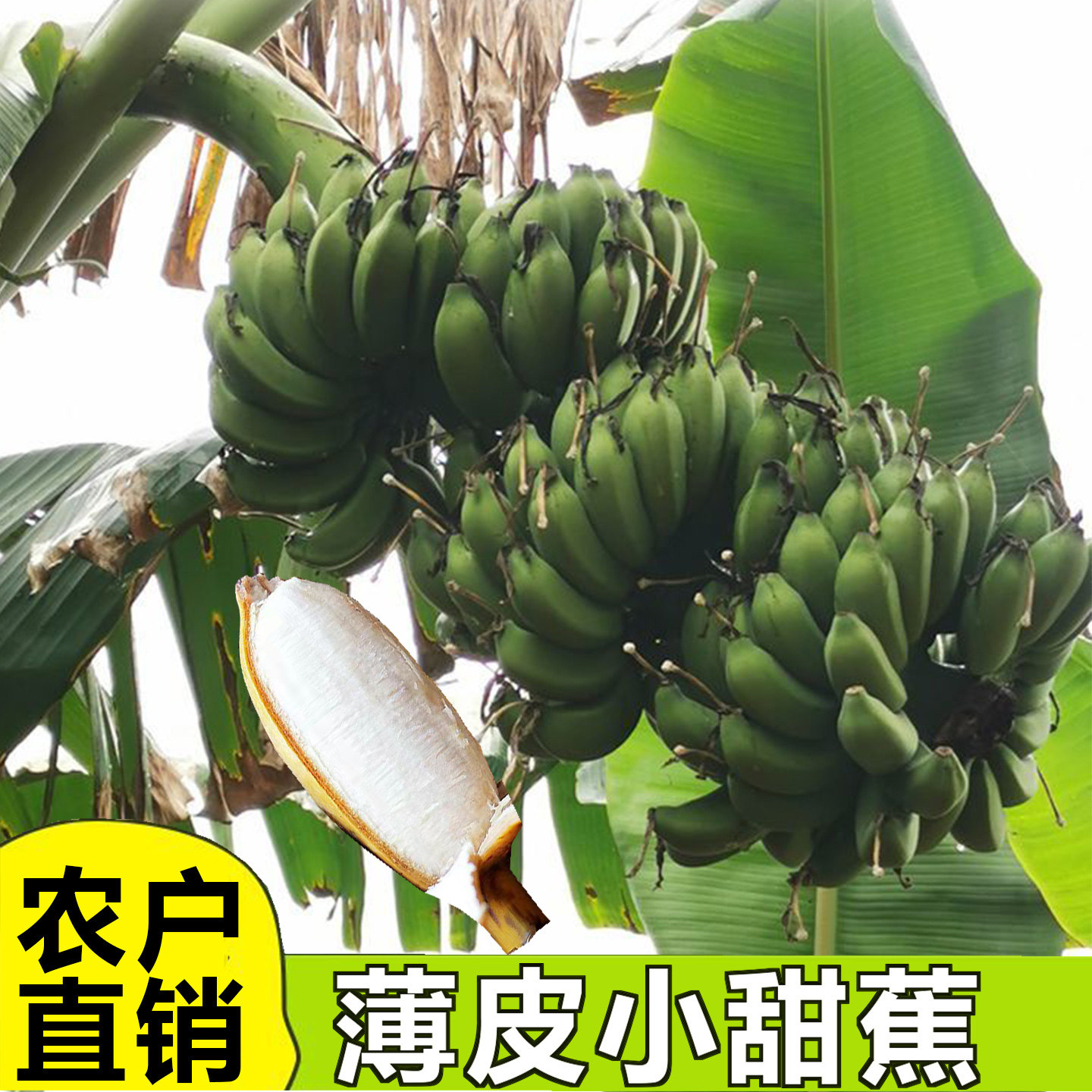 薄皮小香蕉自然熟小米蕉广东高州粉蕉本地小甜蕉产地新鲜10斤