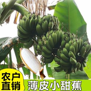 薄皮小香蕉自然熟小米蕉广东高州粉蕉本地小甜蕉产地新鲜10斤