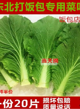 东北新鲜大白菜叶白菜叶蔬菜白菜叶打饭包菜叶打菜包饭免运费包邮